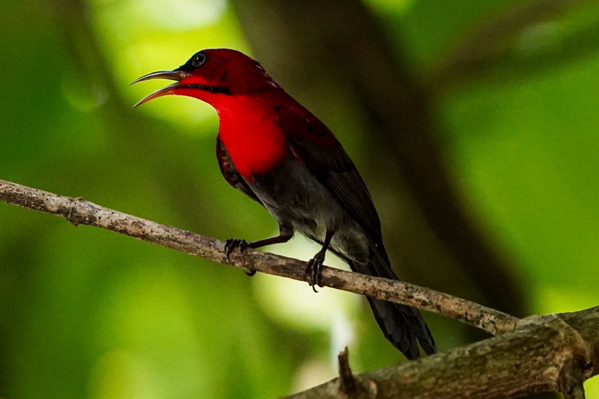 Photo of Crimson Sunbird at Sungei Buloh Wetland Reserve by T K