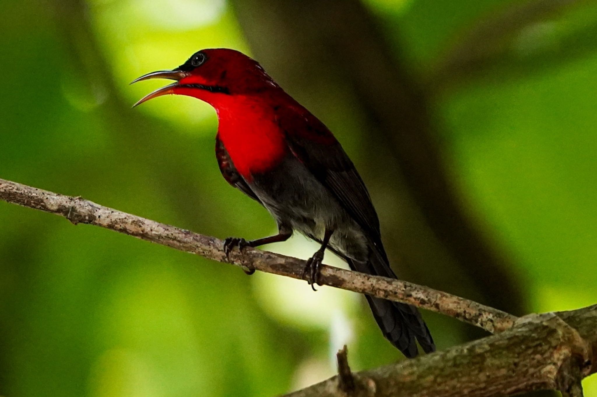 Crimson Sunbird