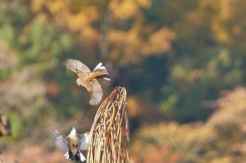 ホオジロ いつもの河原 2015年11月18日(水)