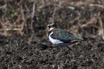 2020年12月31日(木) 利根運河の野鳥観察記録