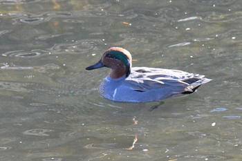 2020年12月31日(木) 鶴見川の野鳥観察記録