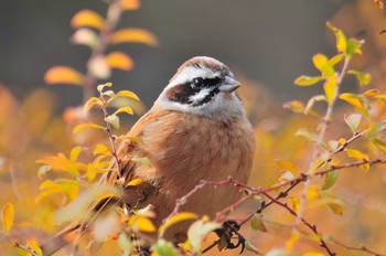 ホオジロ 馬見丘陵公園 2020年12月26日(土)