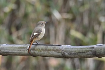 ジョウビタキ 舞岡公園 2020年12月28日(月)