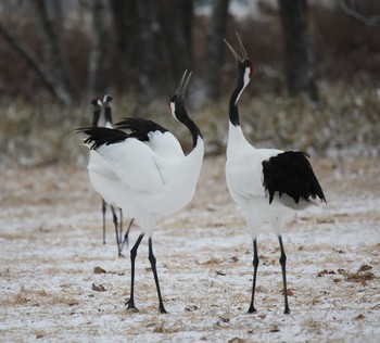 Red-crowned Crane Tsurumidai Tue, 12/29/2020