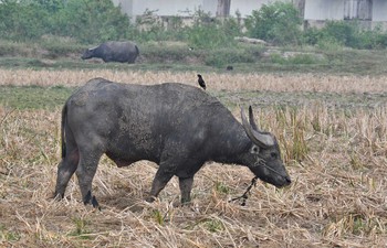 2020年2月12日(水) タイの野鳥観察記録