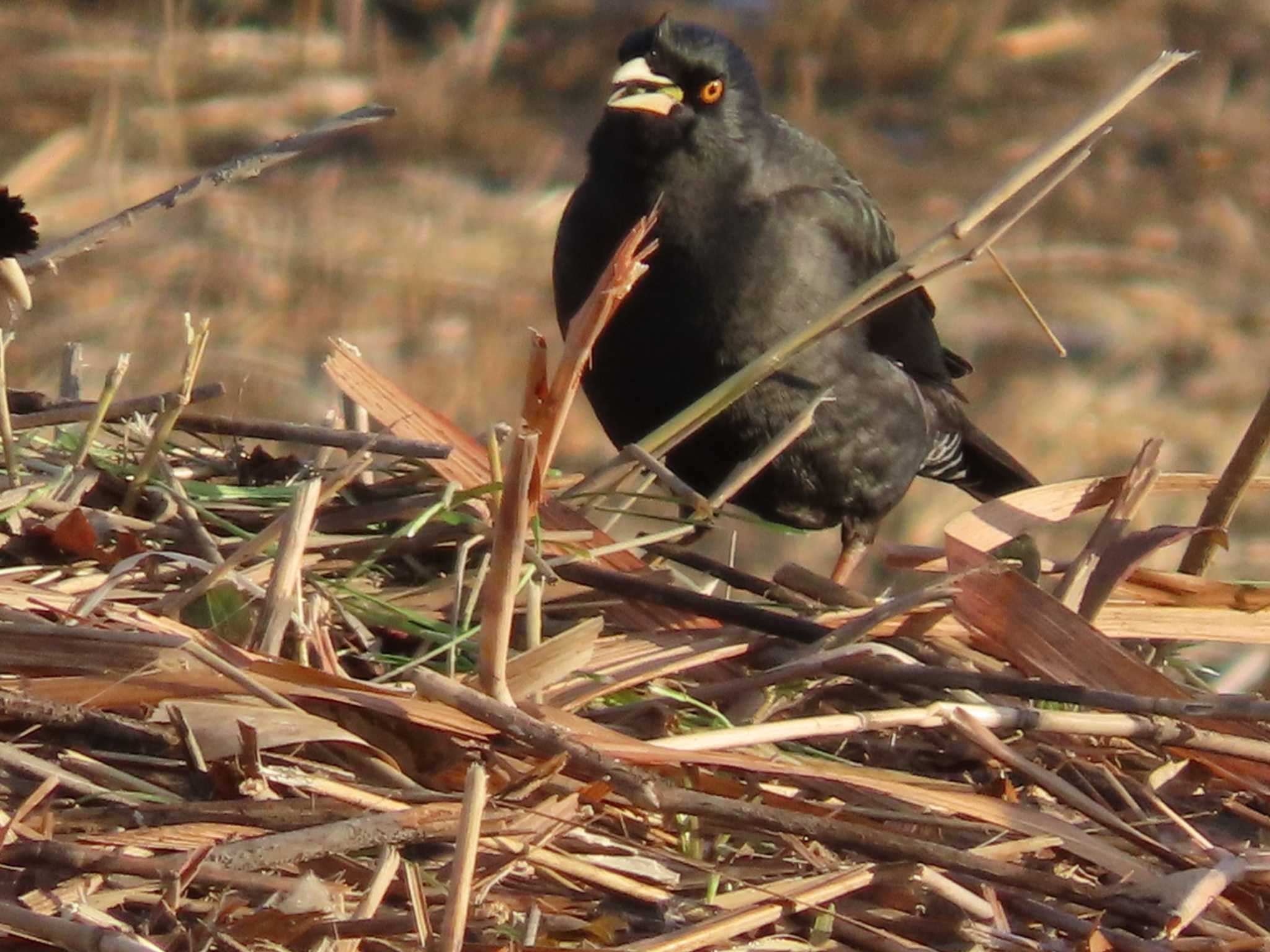 岡山百間川 ハッカチョウの写真