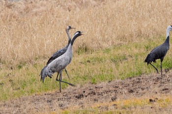 2020年12月27日(日) 出水市ツル観察センターの野鳥観察記録