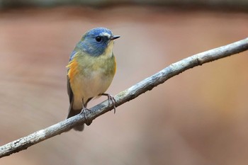 Red-flanked Bluetail Unknown Spots Wed, 11/23/2016