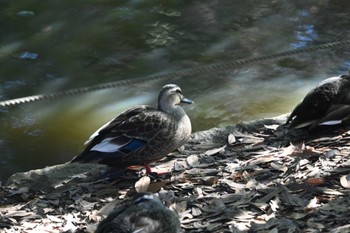 カルガモ 根岸森林公園(横浜市) 2021年1月1日(金)