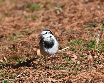 ハクセキレイ 根岸森林公園(横浜市) 2021年1月1日(金)