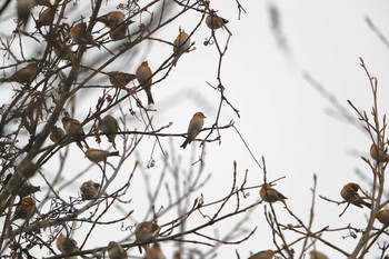 Brambling Unknown Spots Wed, 11/23/2016