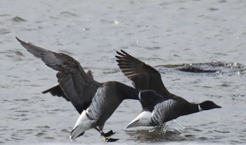 Brant Goose 北海道 函館市 志海苔漁港 Fri, 1/1/2021