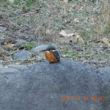 Common Kingfisher Hibiya Park Fri, 1/1/2021