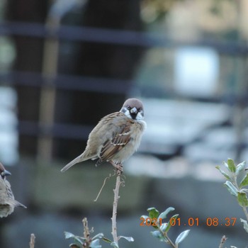 Eurasian Tree Sparrow Hibiya Park Fri, 1/1/2021