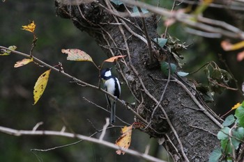 シジュウカラ 水元公園 2016年11月23日(水)