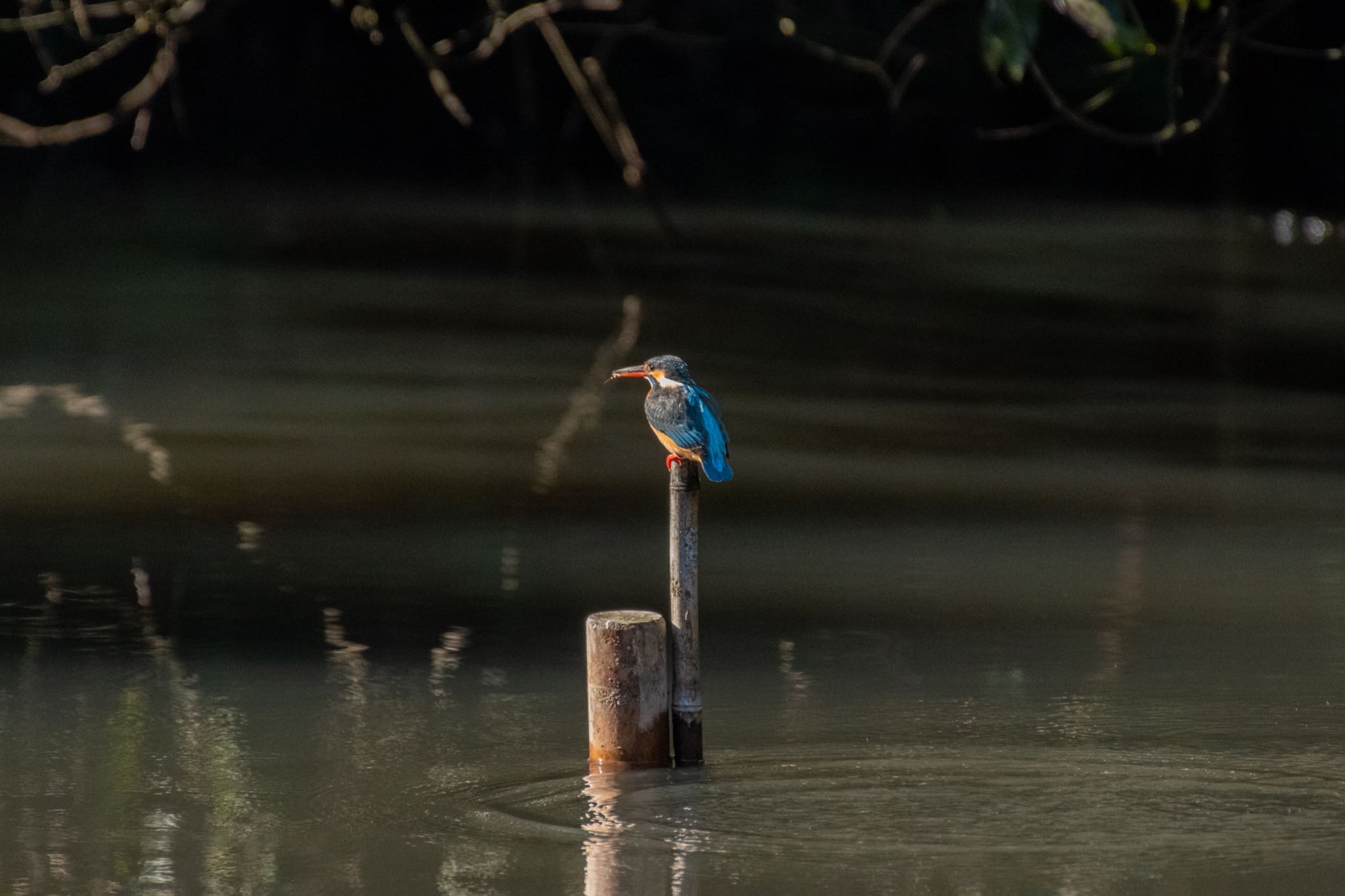 明治神宮 カワセミの写真 by Marco Birds