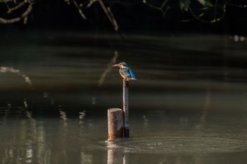 カワセミ 明治神宮 2020年12月31日(木)