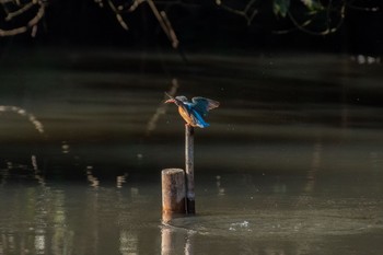 カワセミ 明治神宮 2020年12月31日(木)