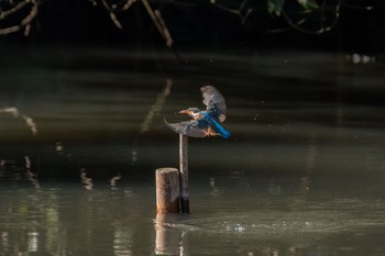 カワセミ 明治神宮 2020年12月31日(木)