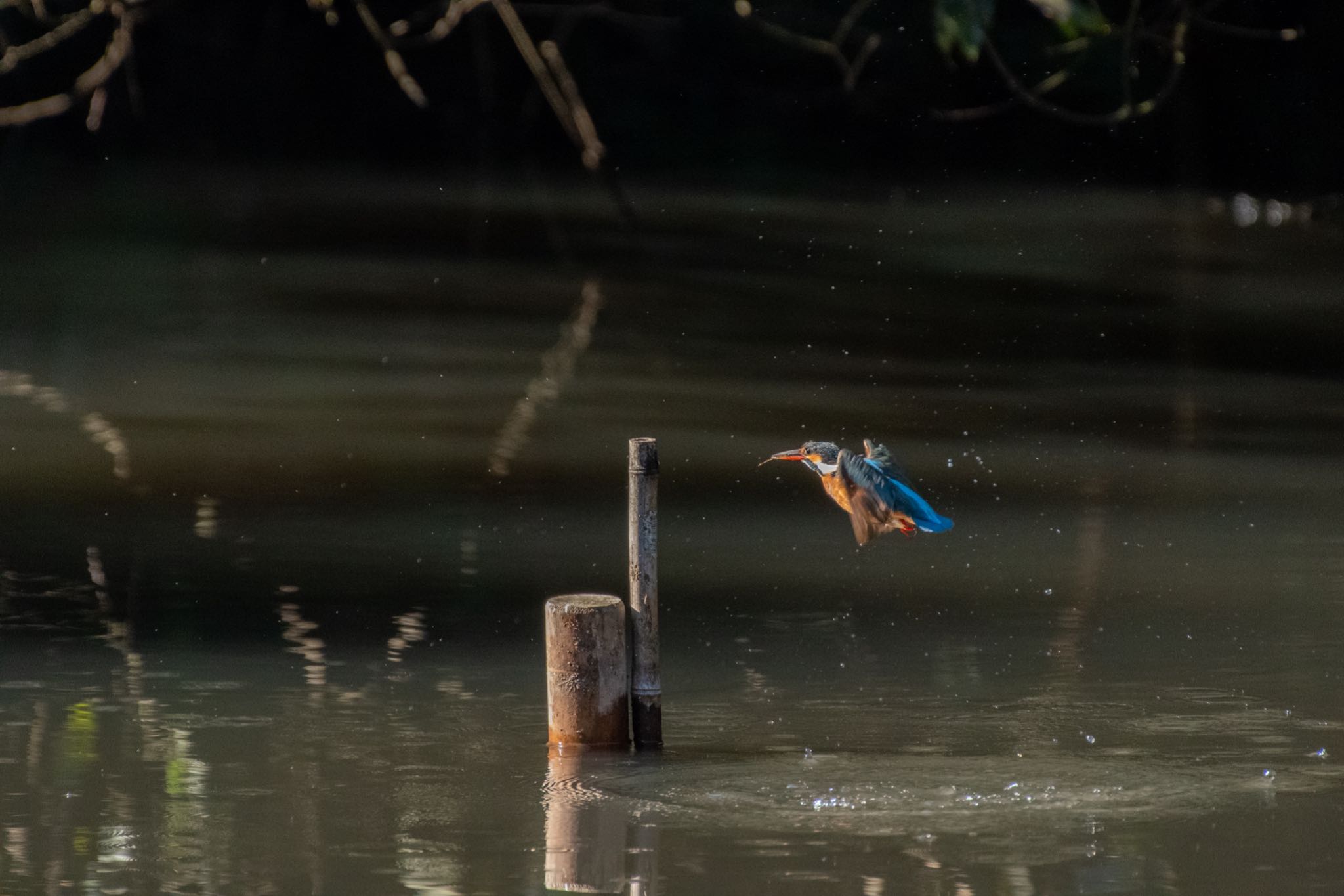 明治神宮 カワセミの写真 by Marco Birds