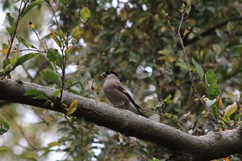 Eurasian Bullfinch(rosacea) Mizumoto Park Wed, 11/23/2016