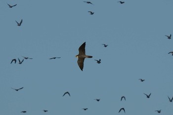 2021年1月1日(金) 多摩川二ヶ領宿河原堰の野鳥観察記録