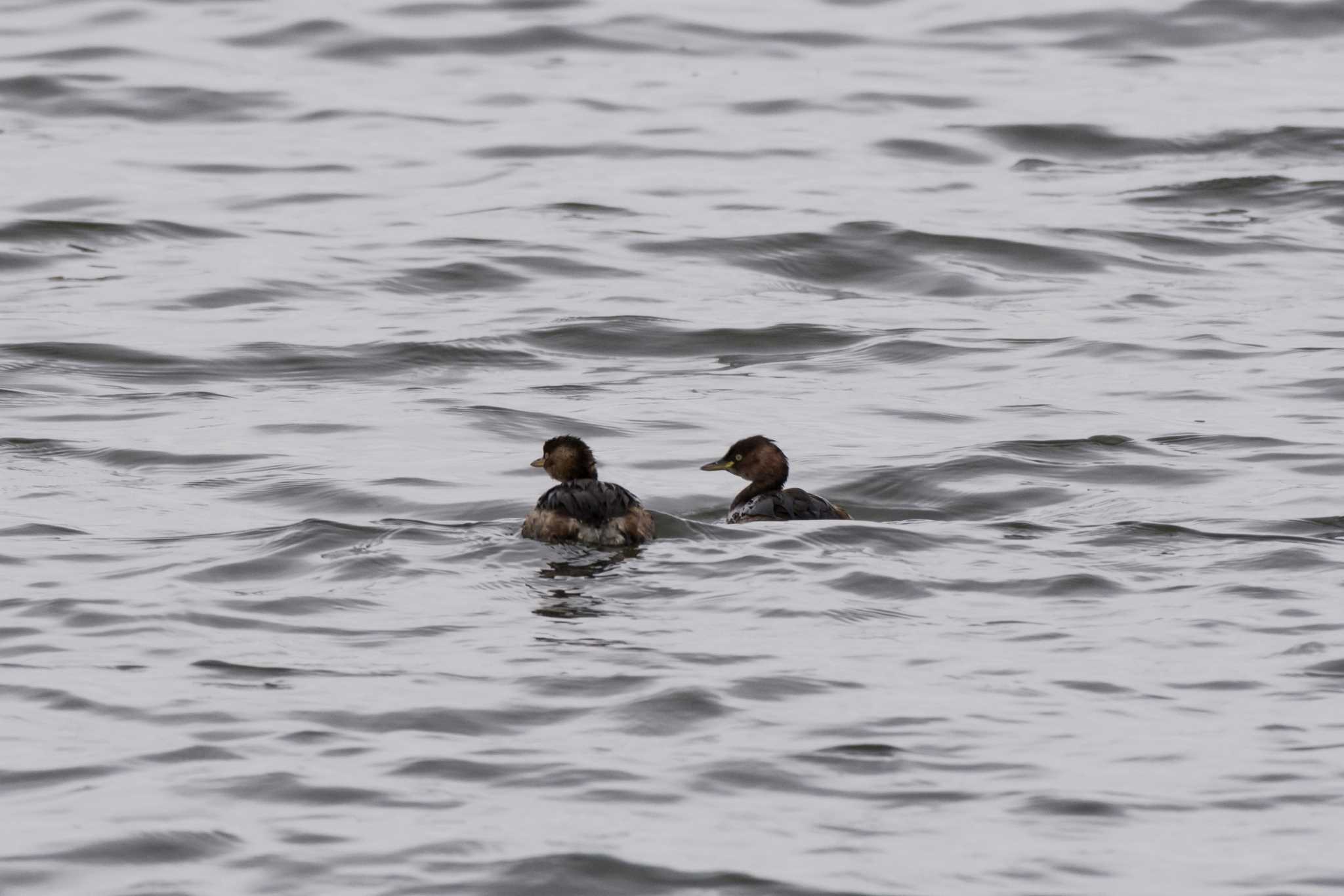 Photo of Little Grebe at 