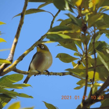 Warbling White-eye 晴海 Fri, 1/1/2021