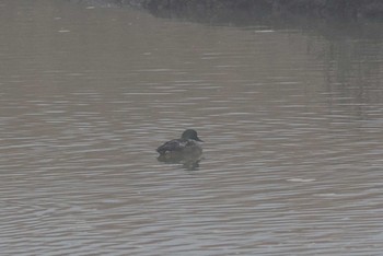 Falcated Duck Unknown Spots Mon, 11/21/2016