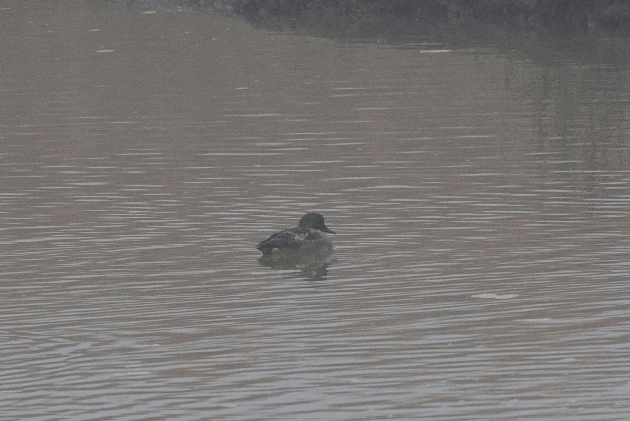 Photo of Falcated Duck at 