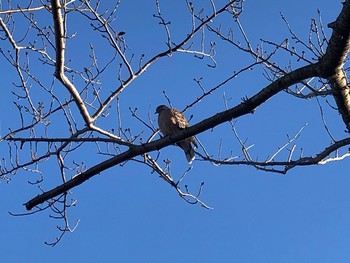 Oriental Turtle Dove 千葉県 Fri, 1/1/2021