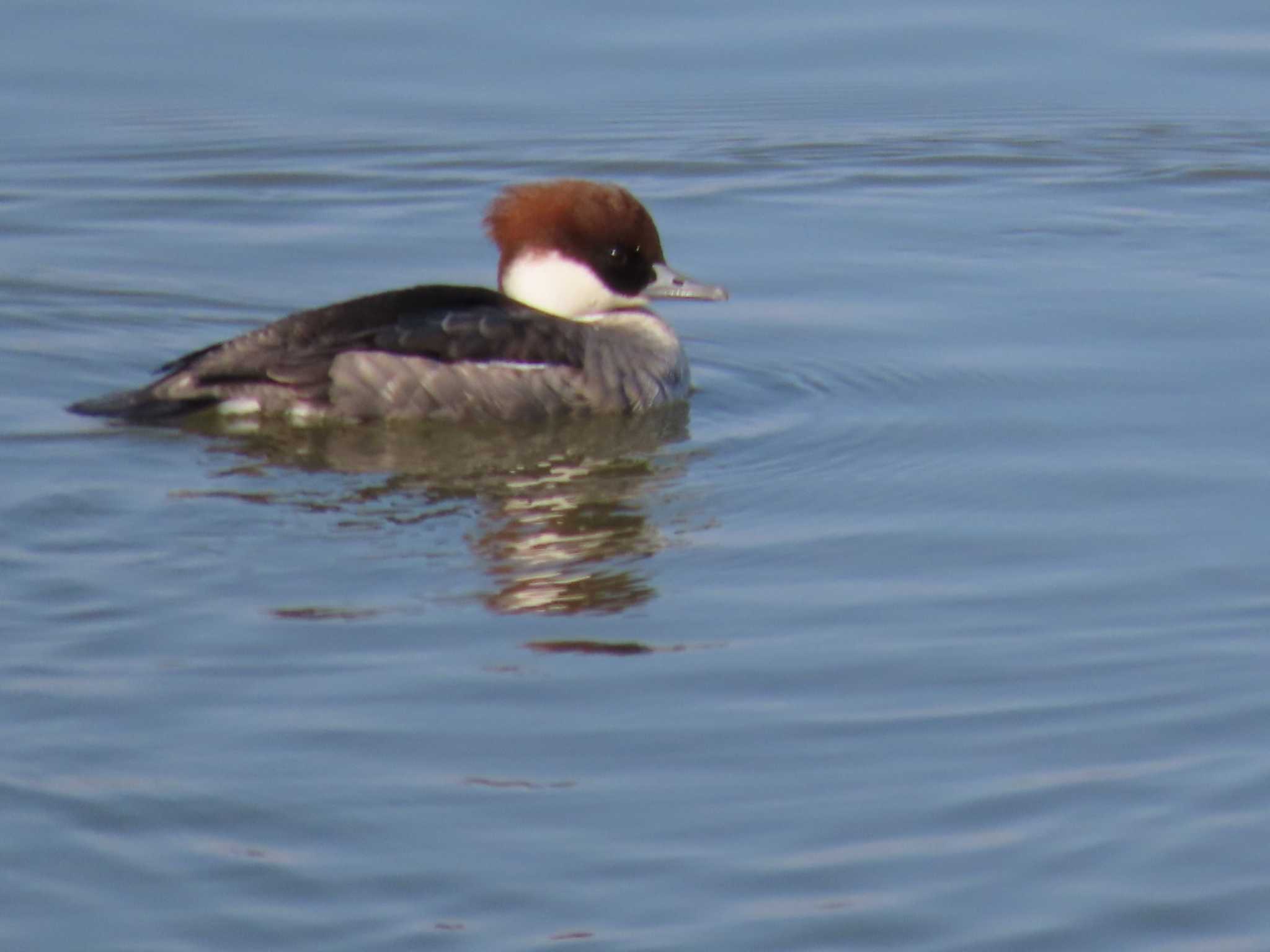 Photo of Smew at 岡山百間川 by タケ