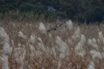Hen Harrier Unknown Spots Mon, 11/21/2016