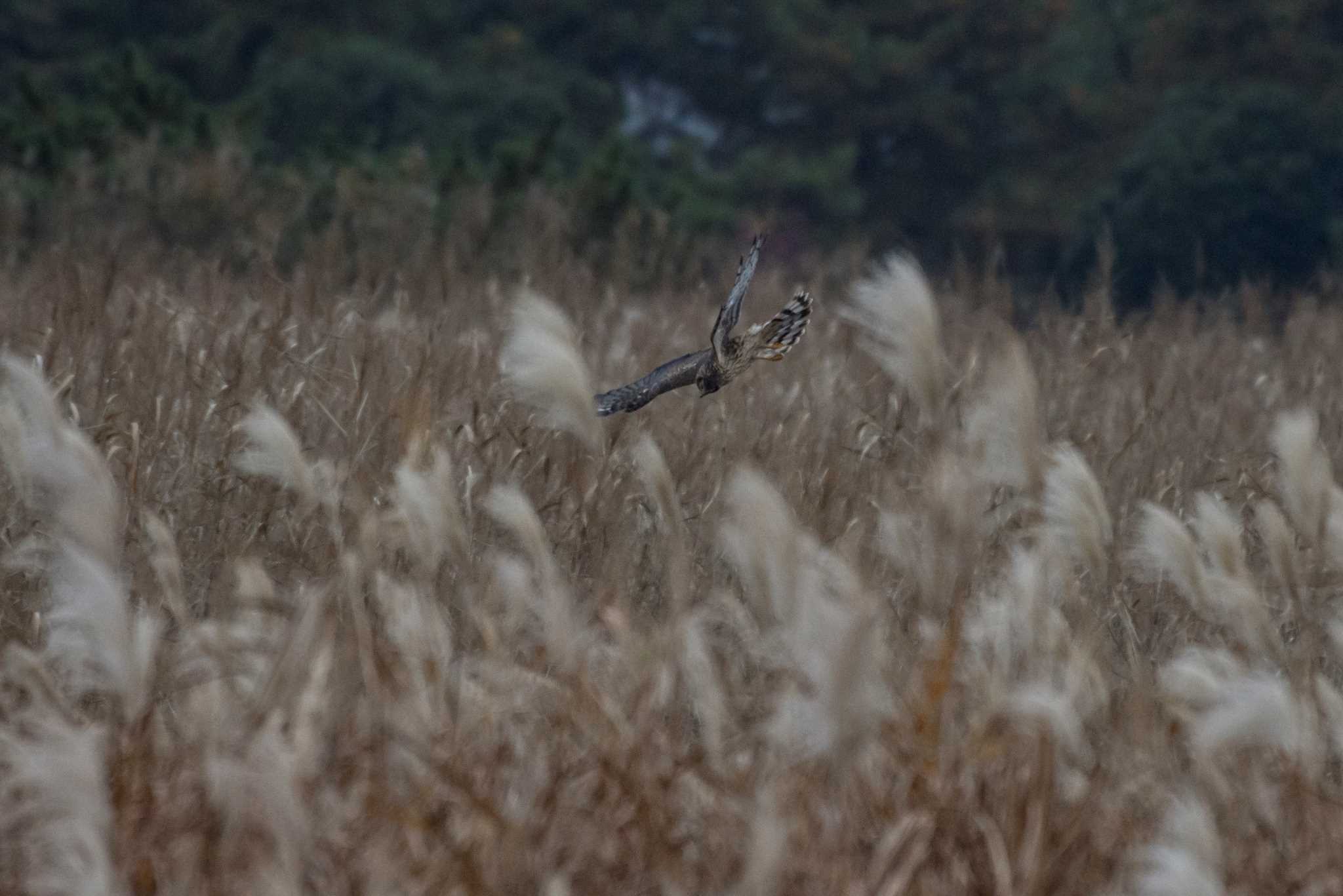 Photo of Hen Harrier at  by エナガ好き