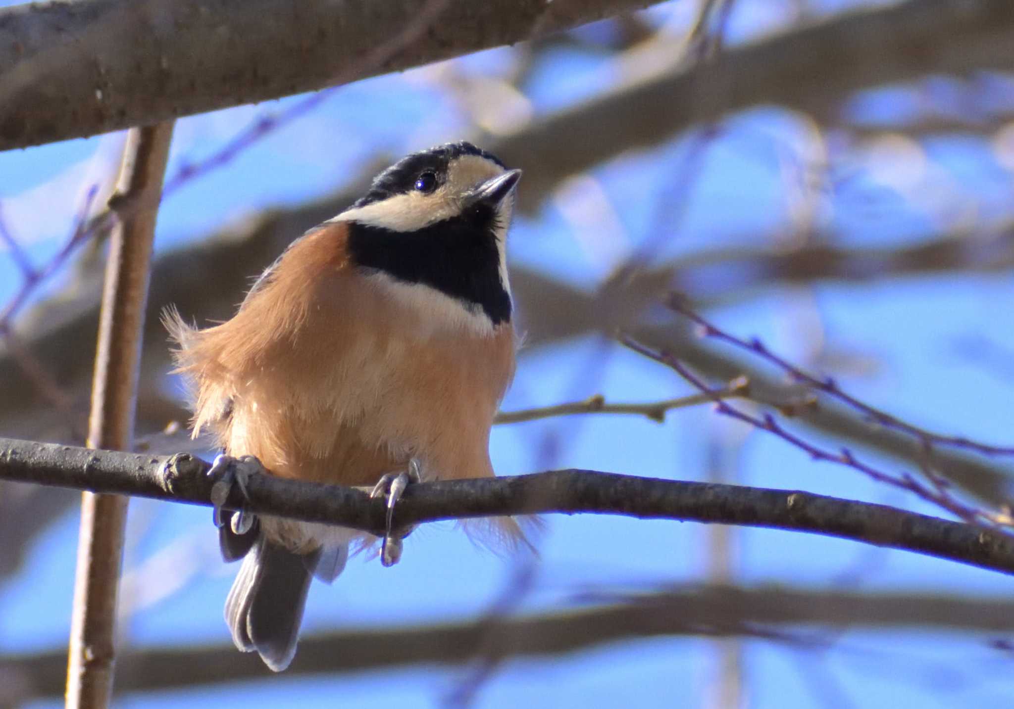 家の近所にて、初鳥見です