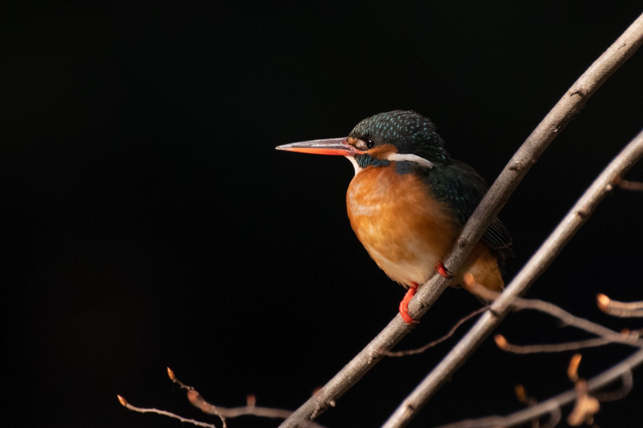 明治神宮 カワセミの写真 by Marco Birds