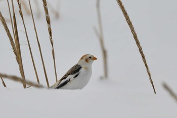 Snow Bunting 小樽 Wed, 12/30/2020