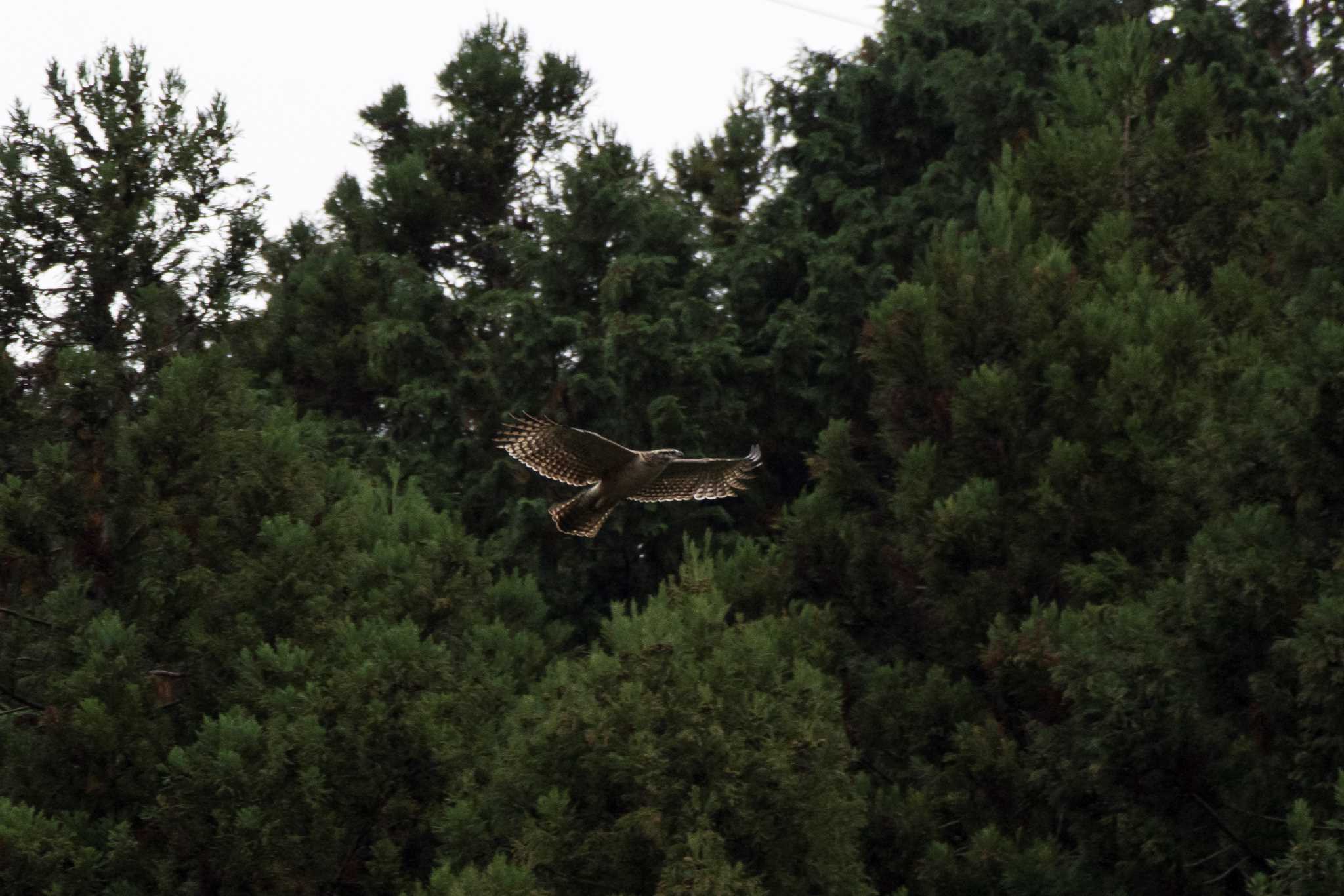 Photo of Mountain Hawk-Eagle at 