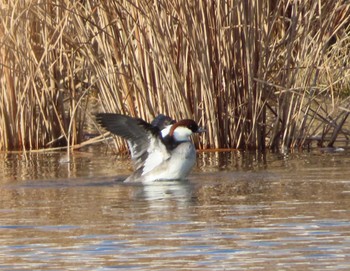 2021年1月1日(金) 新横浜公園の野鳥観察記録