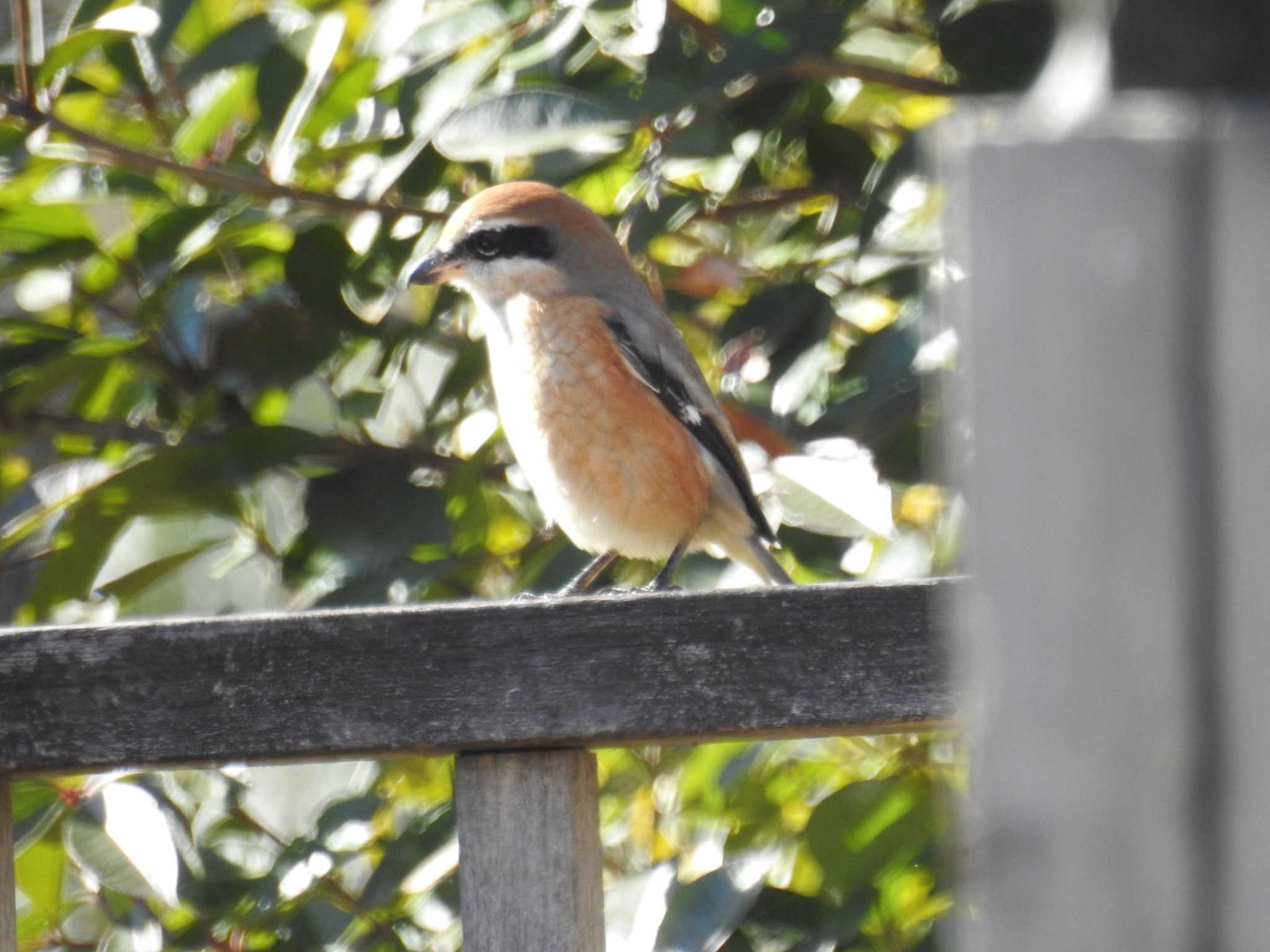 Photo of Bull-headed Shrike at Yatoyama Park by Kozakuraband