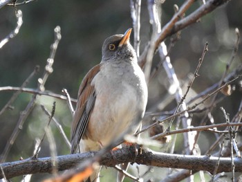 Fri, 1/1/2021 Birding report at Yatoyama Park