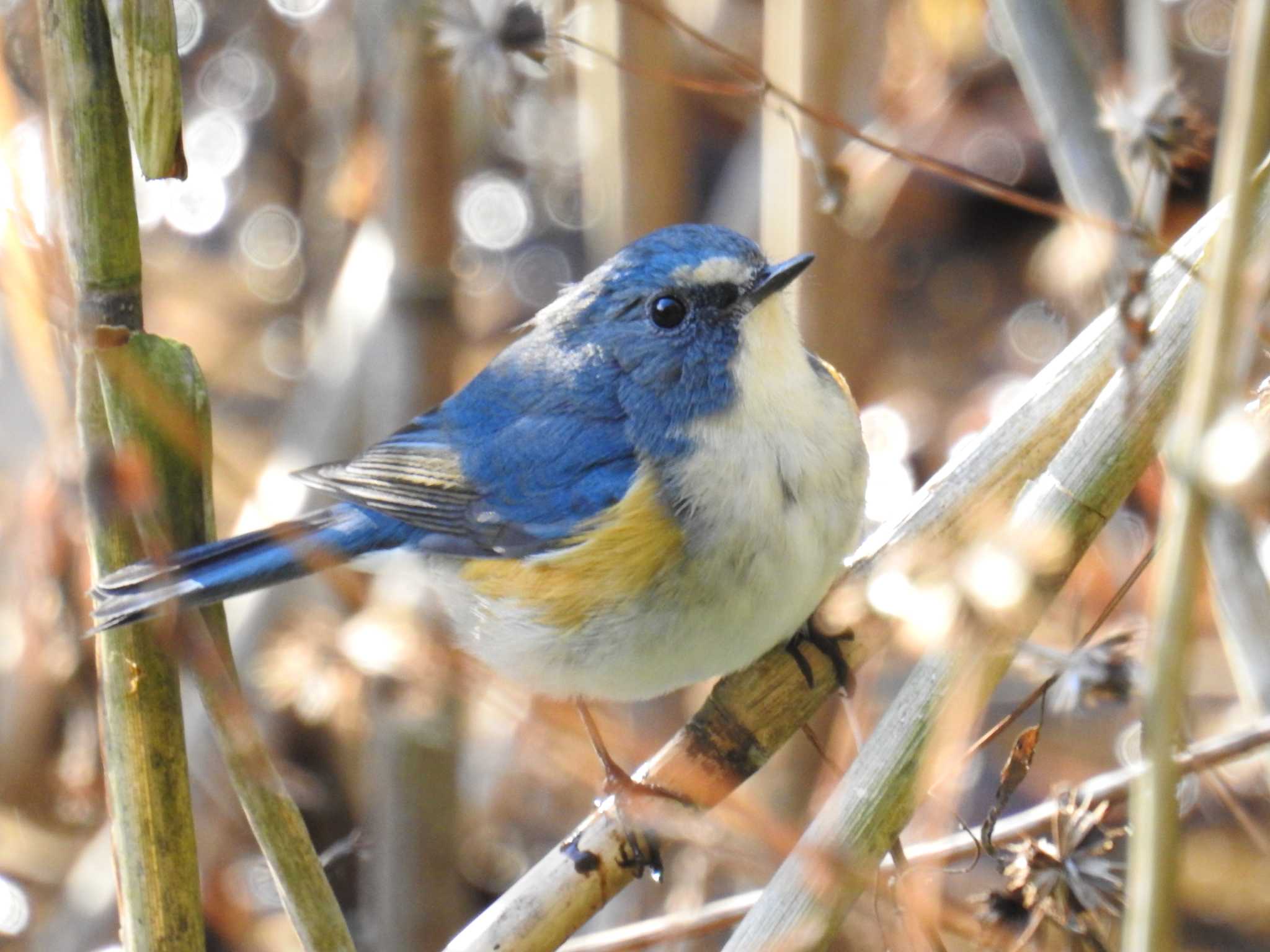 Photo of Red-flanked Bluetail at Yatoyama Park by Kozakuraband