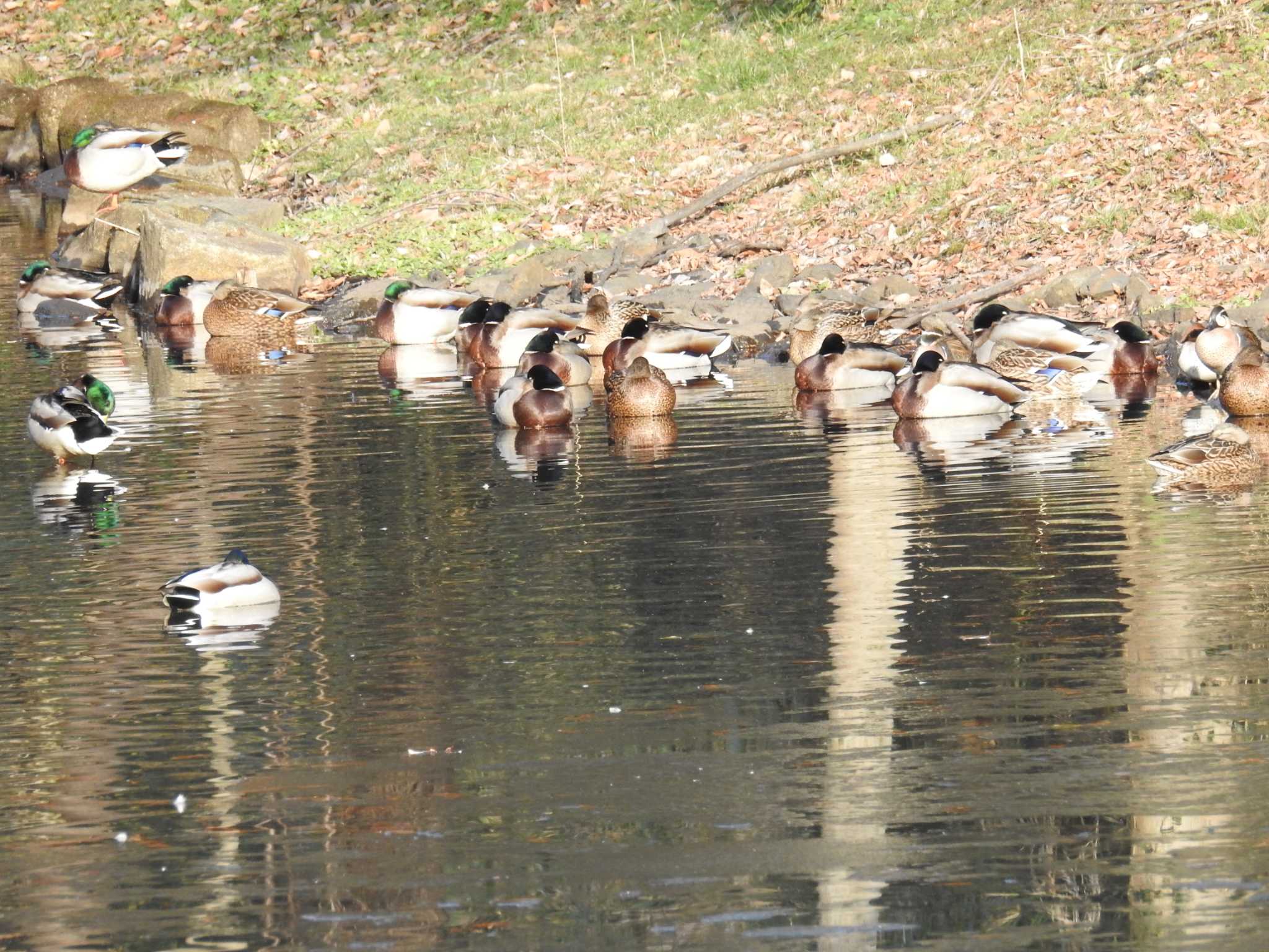 座間谷戸山公園 マガモの写真