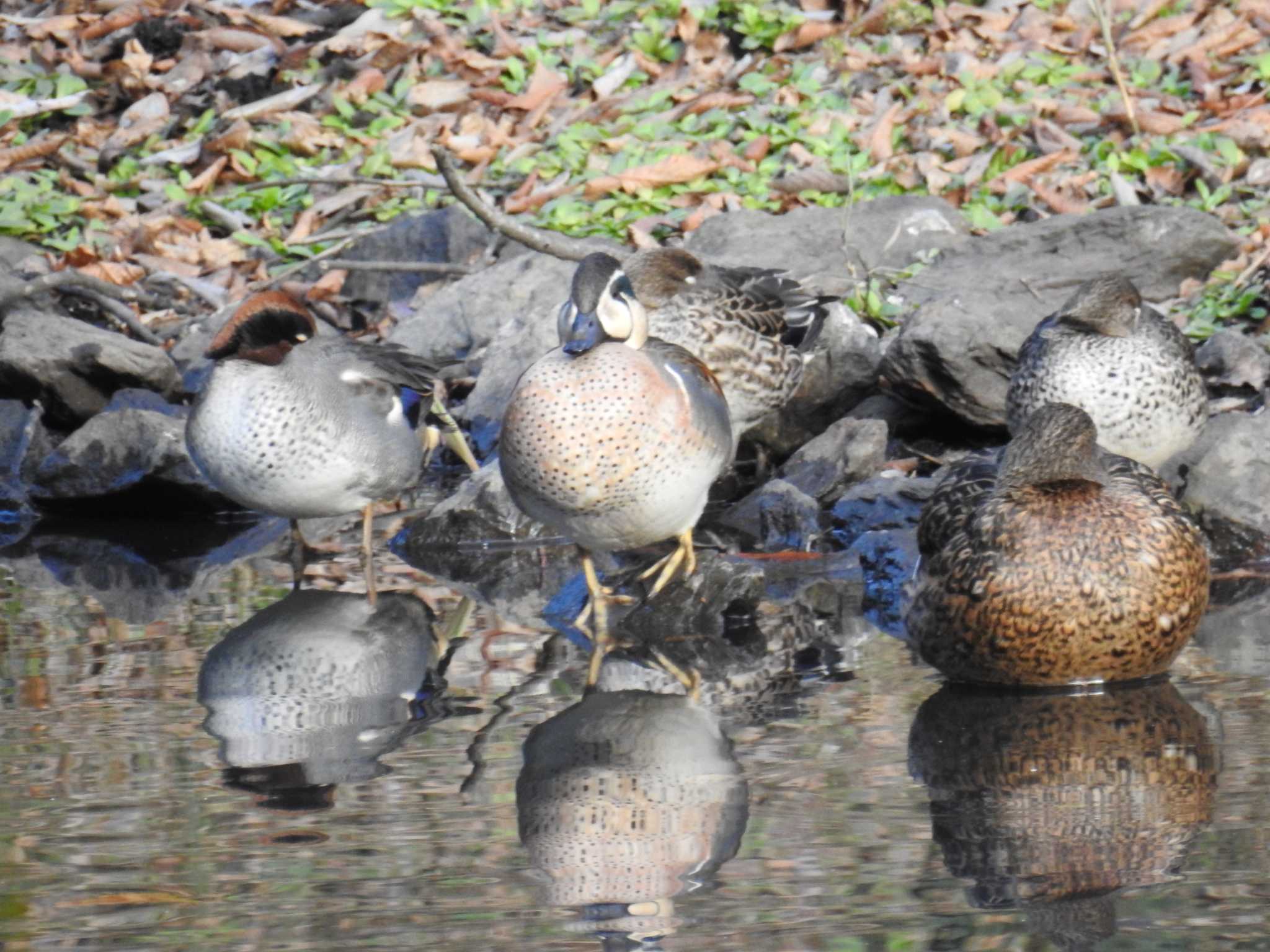 座間谷戸山公園 トモエガモの写真