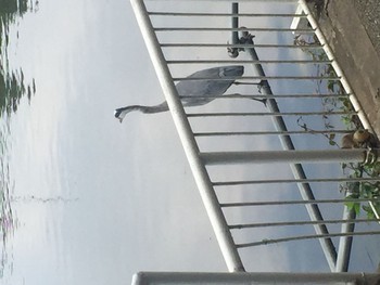 Grey Heron Mitsuike Park Sat, 8/13/2016