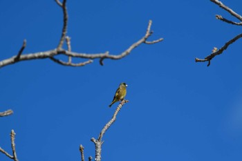 2020年12月31日(木) 狩野川 修善寺-1の野鳥観察記録