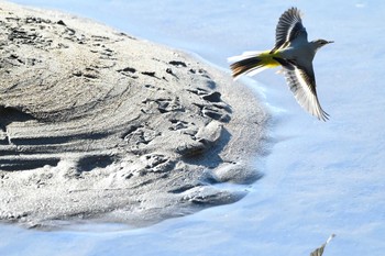 2020年12月31日(木) 狩野川 修善寺-2の野鳥観察記録