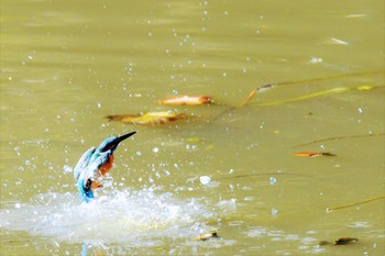 カワセミ 三ツ池公園(横浜市鶴見区) 2021年1月1日(金)