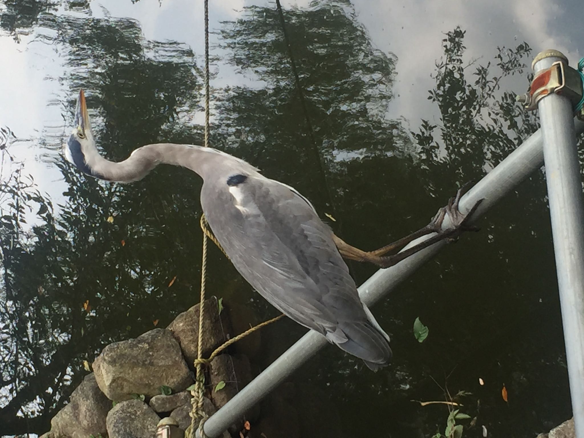 Photo of Grey Heron at Mitsuike Park by Michiko Kokubu