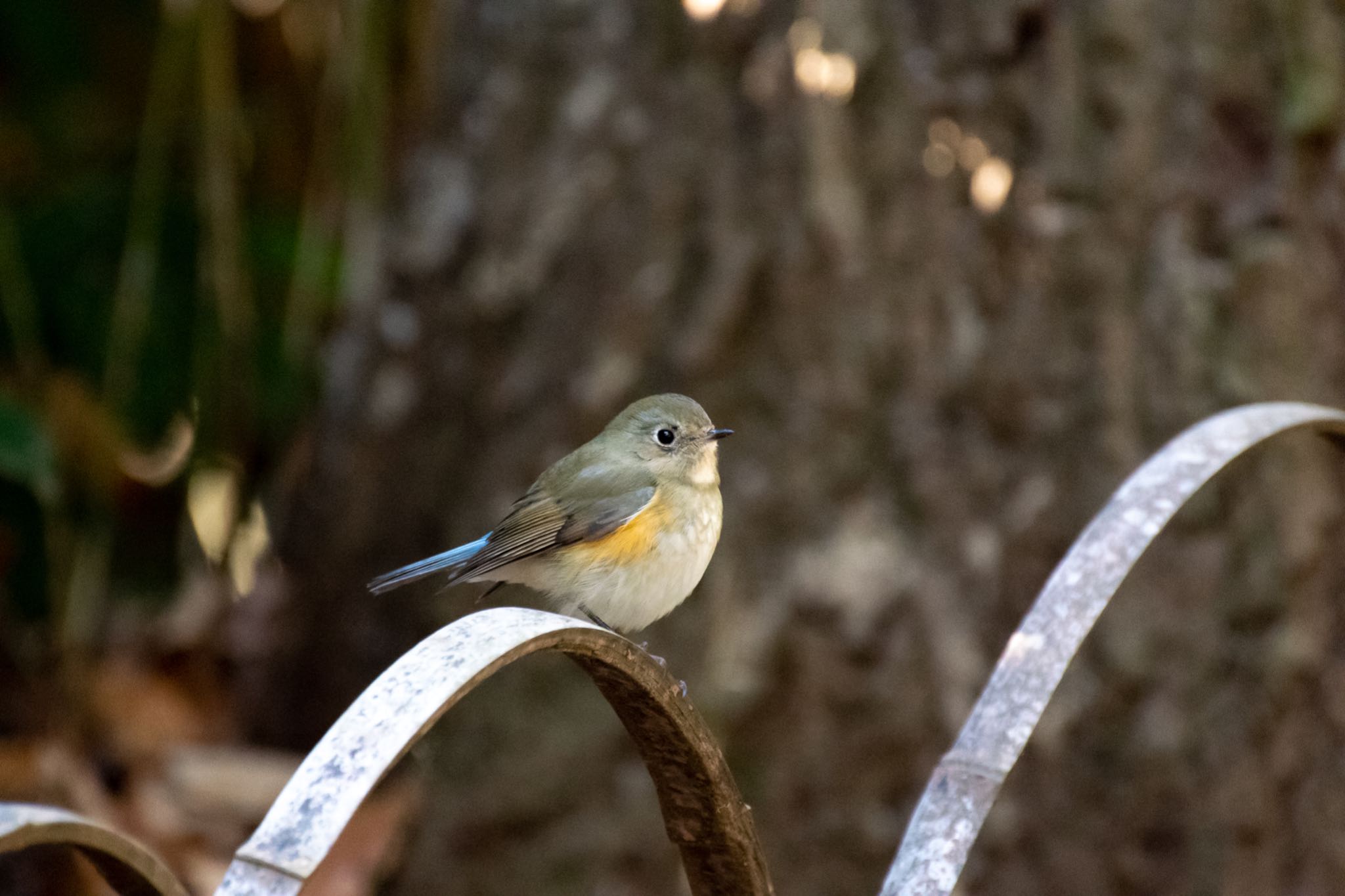 明治神宮 ルリビタキの写真 by Marco Birds